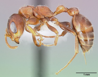 Illustration for article titled 10 Painful Insect Stings, as Measured by Science